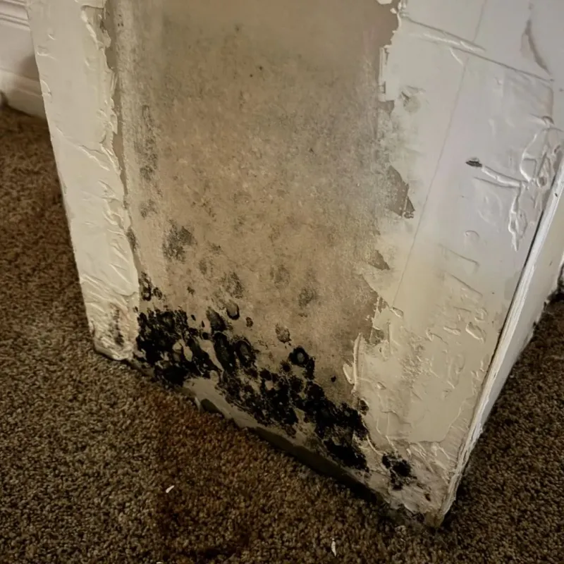 Professional Mold Removal in Eagle Mountain, UT